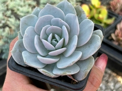 Echeveria caly argentea - comprar online