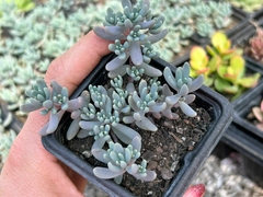 SEDUM BLUE CARPET