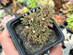 CRASSULA HUMBERTII