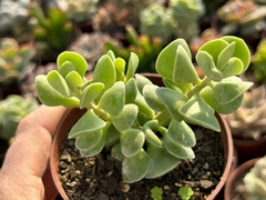 ADROMISCHUS CARYOPHILLACEUS - POTE 09