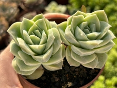 Graptoveria lovely rose - comprar online