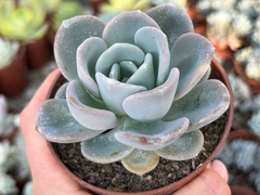 ECHEVERIA ORPET - POTE 09