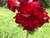 Rosa do Deserto Lorena é dobrada em tom vermelho escuro . - comprar online