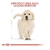 Golden Retriever Cachorro - comprar en línea