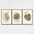 Quadro Folhas Formas Minimalista kit três telas - Wy Quadros Decorativos