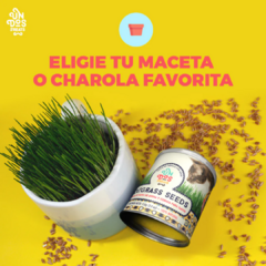 Semillas de Trigo Catgrass Seeds 150g | Lio’s Cat - comprar en línea