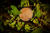 CLEANSING BALM SCRUB (ESFOLIANTE) - Limpador facial botânico esfoliante com óleos de flores e sementes e mix de argilas. na internet
