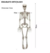 Esqueleto Articulado 70cm