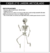 Esqueleto de Jardin Articulado - comprar online