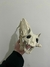 Esqueleto de gato en internet