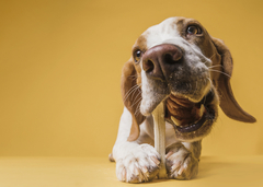 Banner da categoria Ossinhos para cachorro