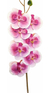 Flor Artifical Orquidea Real Ao Toque Haste 56cm - Rosa E Br - PET PATAO SHOP