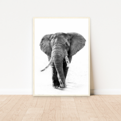 QUADRO ELEFANTE PRETO E BRANCO II - loja online