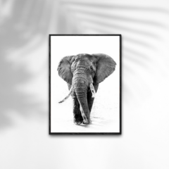 QUADRO ELEFANTE PRETO E BRANCO II - comprar online