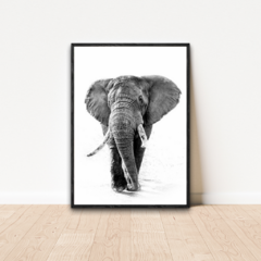 Imagem do QUADRO ELEFANTE PRETO E BRANCO II