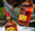 Licor De Whisky E Canela Canadense Fireball 750Ml - Bahia Delivery 