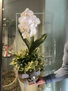 Orquídea Phalaenopsis Cascata em Vaso de Vidro - comprar online