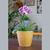 2 un Vaso plantas colmeia decorativo flor G MARROM CLARO - comprar online