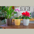 6 un Vaso plantas colmeia decorativo flor G CINZA - loja online