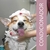 Condicionador Tutti Frutti Pet Cachorro Gato Premium Banho1l na internet