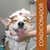 Condicionador Tangerina Pet Cachorro Gato Premium Banho- 1l - Suporte Pet