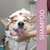 Shampoo pet shop banho cães e tosa framboesa 5 Litros - Suporte Pet