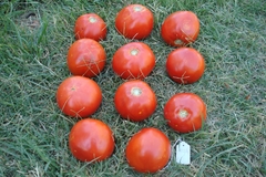 SEMILLAS TOMATE Uco-16 (mercado fresco) en internet