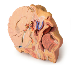 Modelo 3D de Cabeça e pescoço