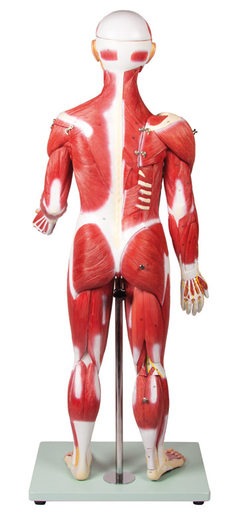 Modelo Anatômico de Figura muscular, em 30 partes, 85 cm - Medical-X | Simuladores Para Treinamento Médico