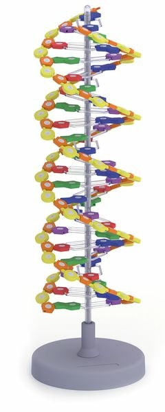 Modelo Anatômico de DNA (1 volta) 12 pares