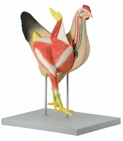 Modelo Anatômico de Galinha - comprar online