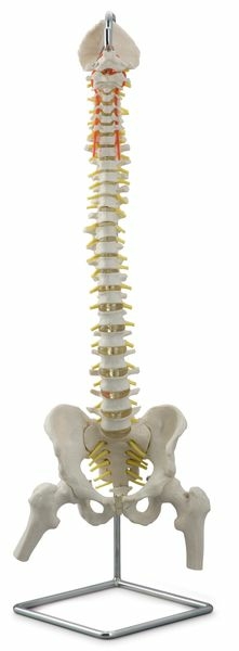 Modelo Anatômico de Coluna Vertebral Flexível com Sacro Aberto e Cabeças do Fêmur