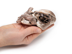 Modelo 3D de Tetralogia de Fallot - comprar online