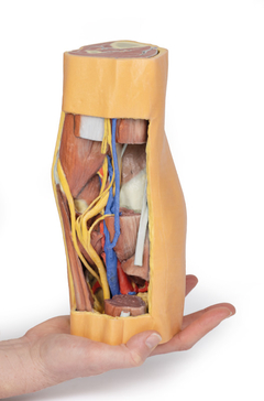 Modelo 3D de Fossa Poplítea Distal da Coxa e Proximal da Perna - loja online