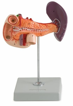 Modelo Anatômico de Pâncreas, Duodeno e Baço.