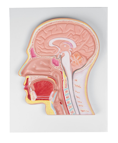Modelo Anatômico de Seção mediana da cabeça