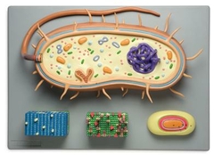 Modelo Anatômico de Bactéria