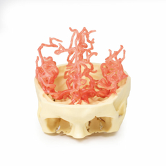 Modelo 3D de Circulação Arterial Craniana