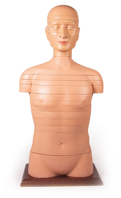 Modelo Anatômico de Torso em disco