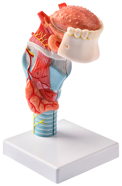 Modelo Anatômico de Larringe com Língua e Dentes, tamanho real, em 5 partes