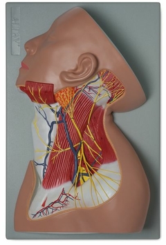 Modelo Anatômico de Nervos da região do pescoço