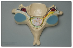 Modelo Anatômico da Quinta Vértebra Cervical