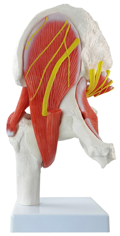 Modelo Anatômico de Articulação do quadril em tamanho real, com músculos