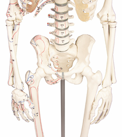 Esqueleto em miniatura "Daniel" com marcações musculares - Medical-X | Simuladores Para Treinamento Médico