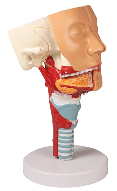 Modelo Anatômico de Cabeça com garganta e laringe - Medical-X | Simuladores Para Treinamento Médico