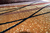 Runner rug RAYZA Monterey Carmel Antika 060x180 cm - buy online