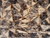 Runner rug RAYZA Marbella Elite Orion Cosmos 060x120 cm - buy online