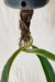 Anthurium Gladiifolium | Antúrio Morcegão