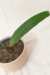 Anthurium Gladiifolium | Antúrio Morcegão - comprar online