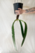 Anthurium Gladiifolium | Antúrio Morcegão - loja online